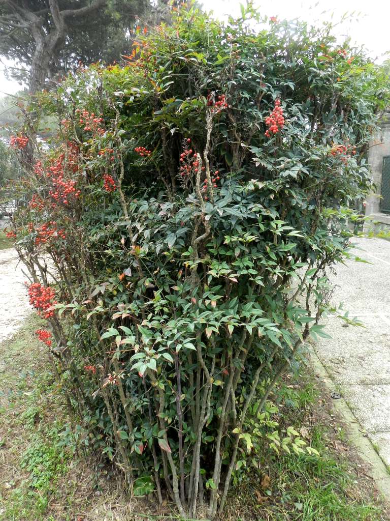 Nandina domestica / Nandina